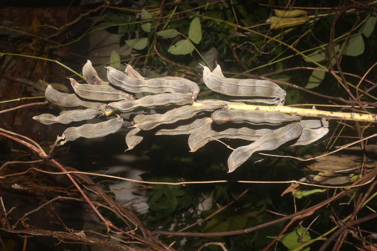 Mucuna pruriens var. utilis (Wall. ex Wight) Baker ex Burck